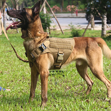 Military Dog Training Harness Set